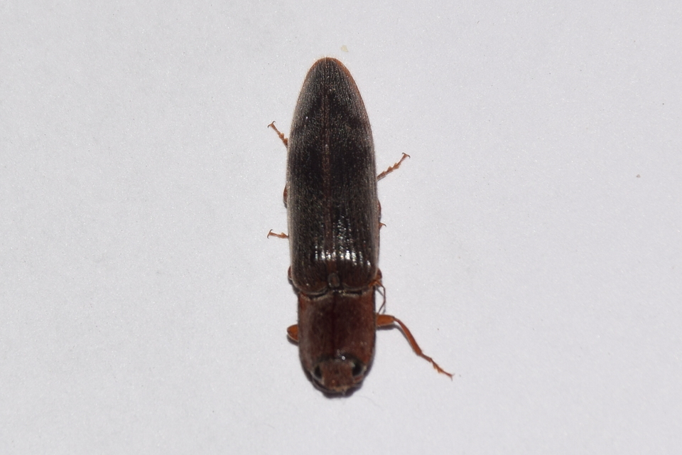 Stenagostus rhombeus - rombusznyakú pattanó