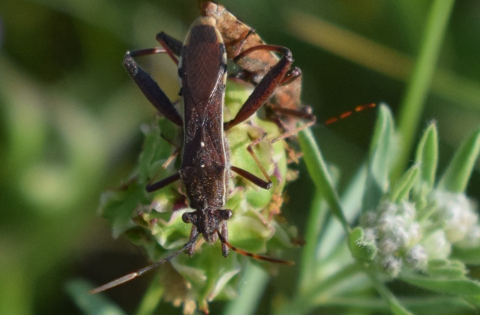 Camptopus lateralis - görbelábú karimáspoloska