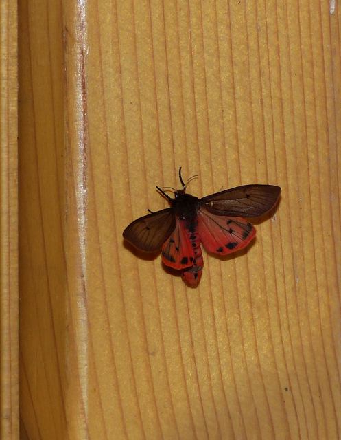 Phragmatobia fuliginosa - füstös medvelepke