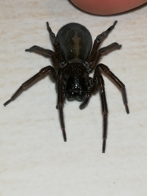 Amaurobius ferox - nagy eretnekpók