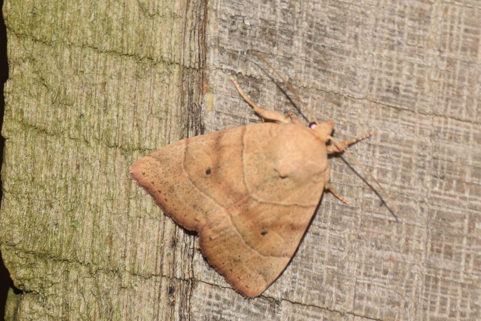 Cosmia trapezina - közönséges lombbagoly