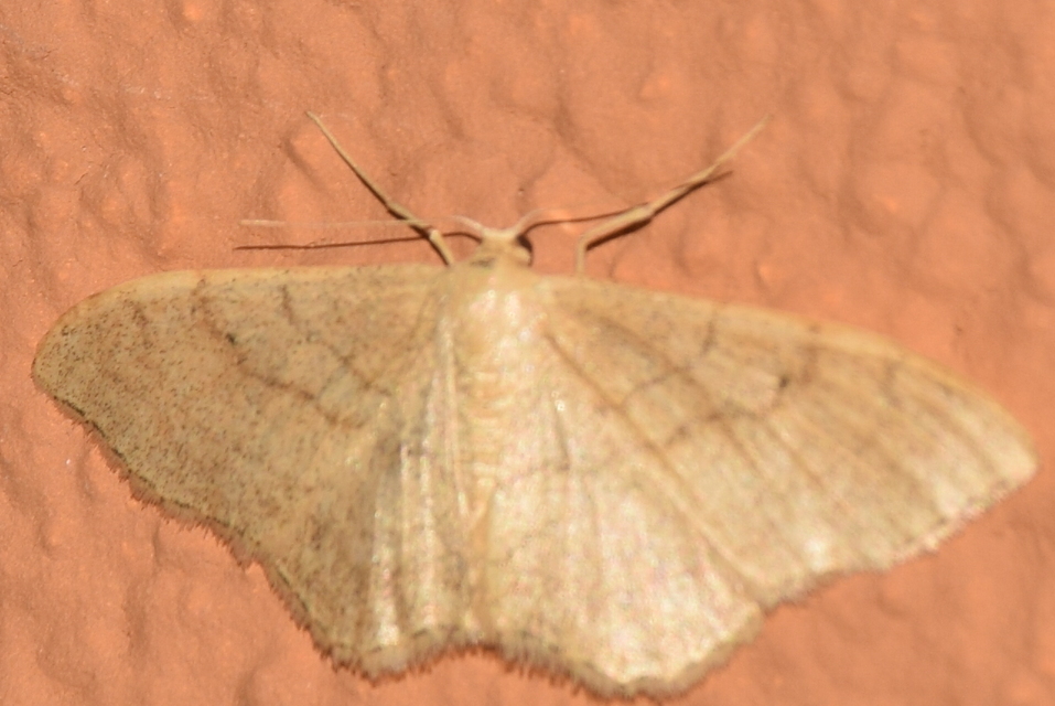 Idaea deversaria - egyszínű sávosaraszoló