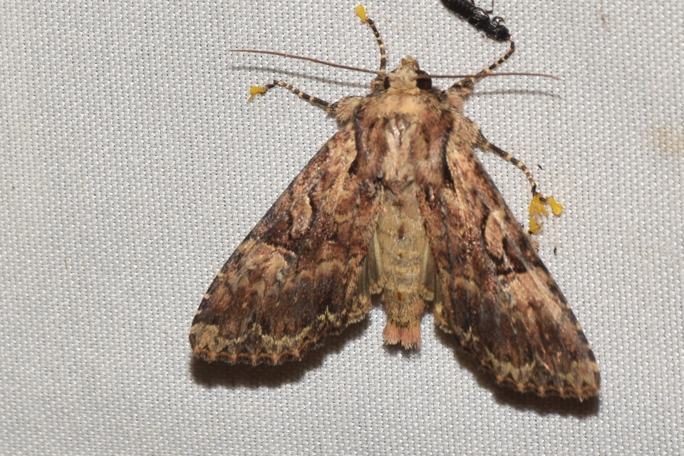 Apamea epomidion - vörösbarna dudvabagoly