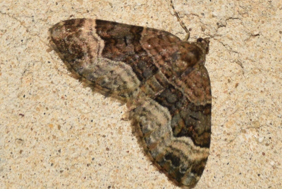 Xanthorhoe biriviata - kétsávos tarkaaraszoló