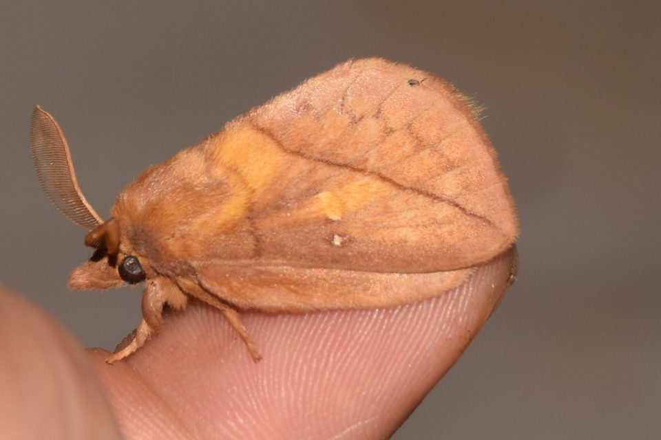 Euthrix potatoria - szomjas pohók