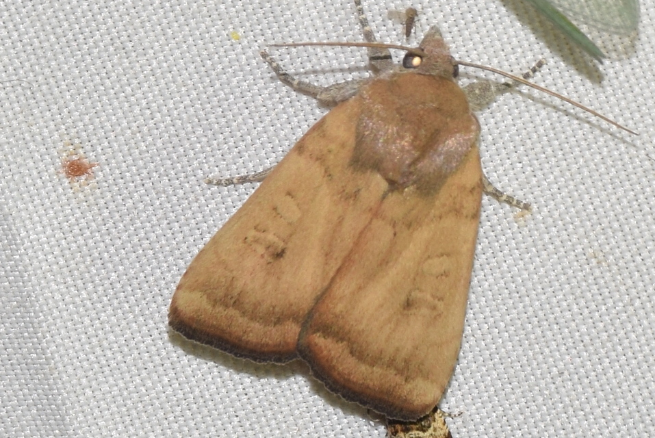 Noctua interjecta - zömök sárgafűbagoly