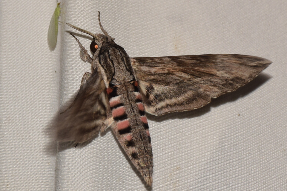 Agrius convolvuli - szulákszender