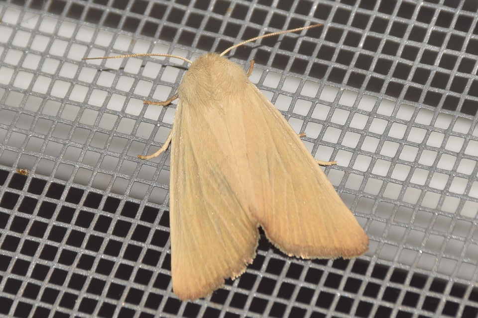 Arenostola phragmitidis - selymes nádibagoly