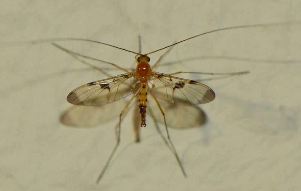 Macrocerinae