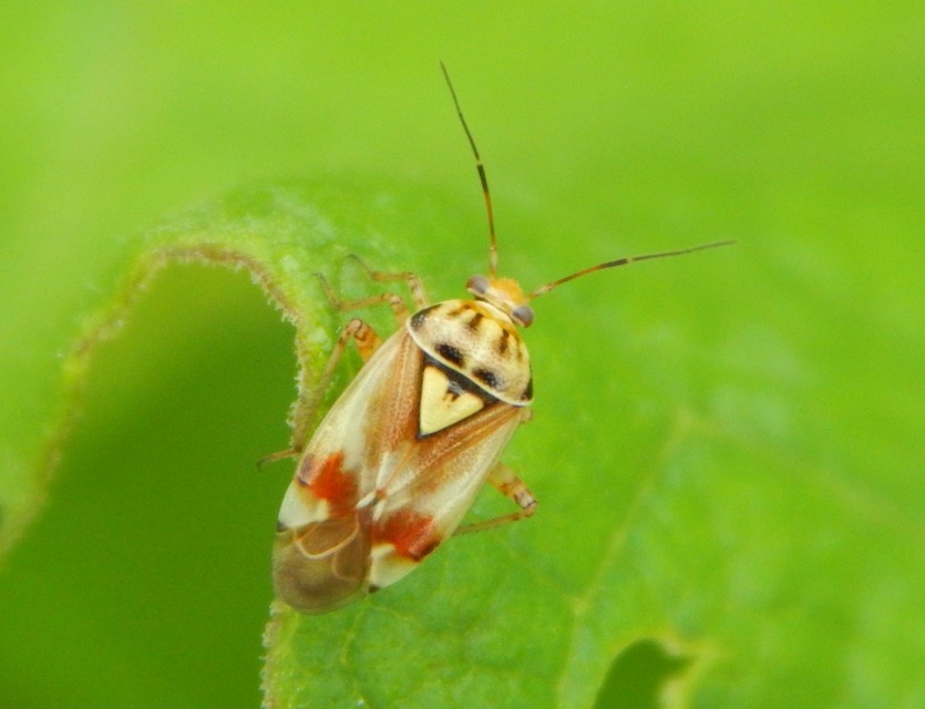 Lygus pratensis - változó mezeipoloska