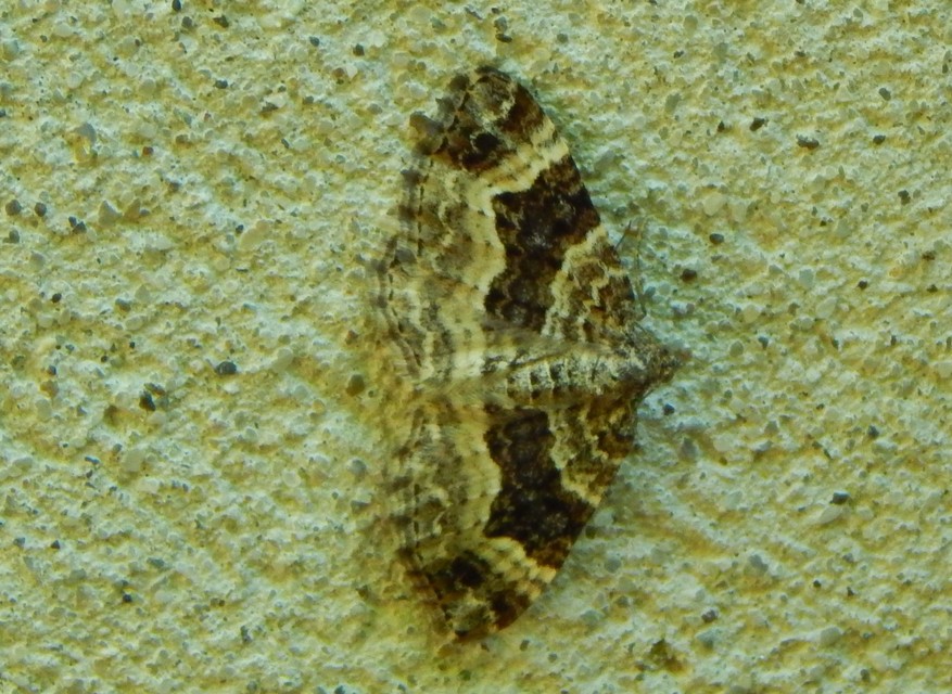 Epirrhoe alternata - galaj-tarkaaraszoló
