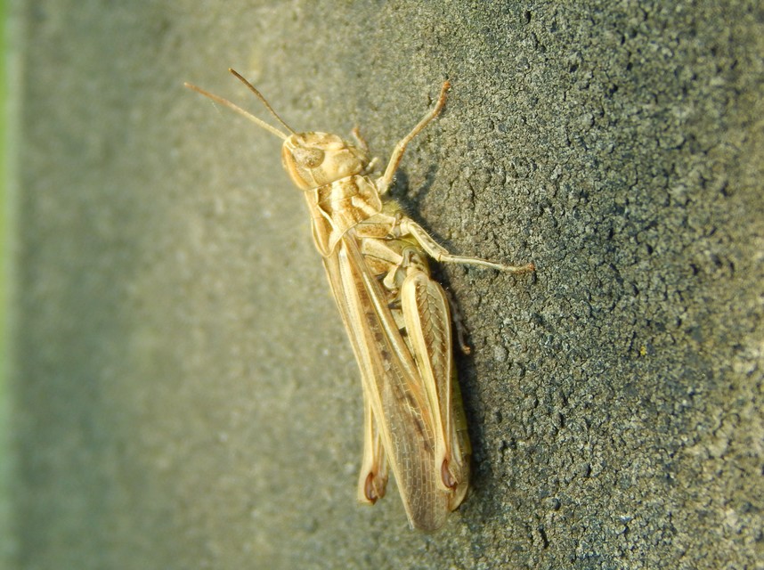 Chorthippus brunneus - közönséges tarlósáska