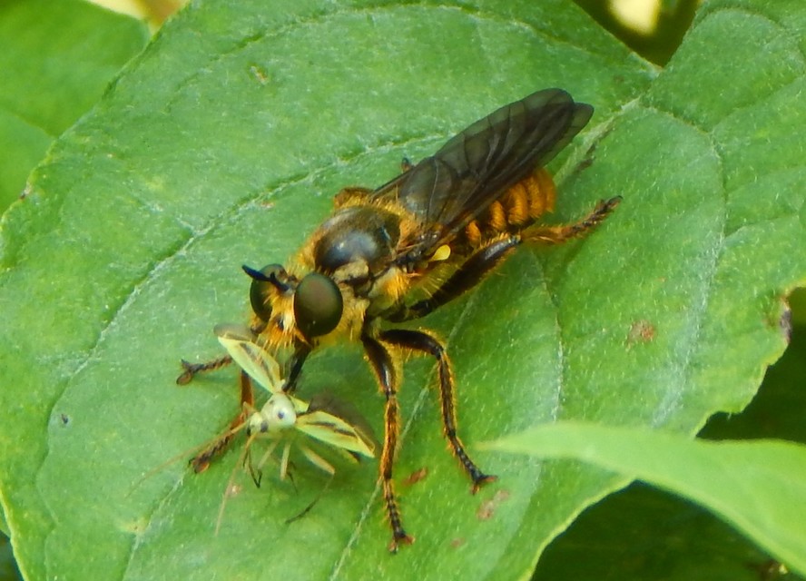 Choerades fimbriata/fulva