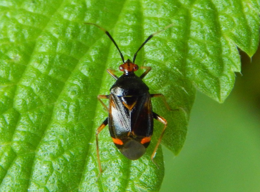Deraeocoris ruber - vöröses mezeipoloska