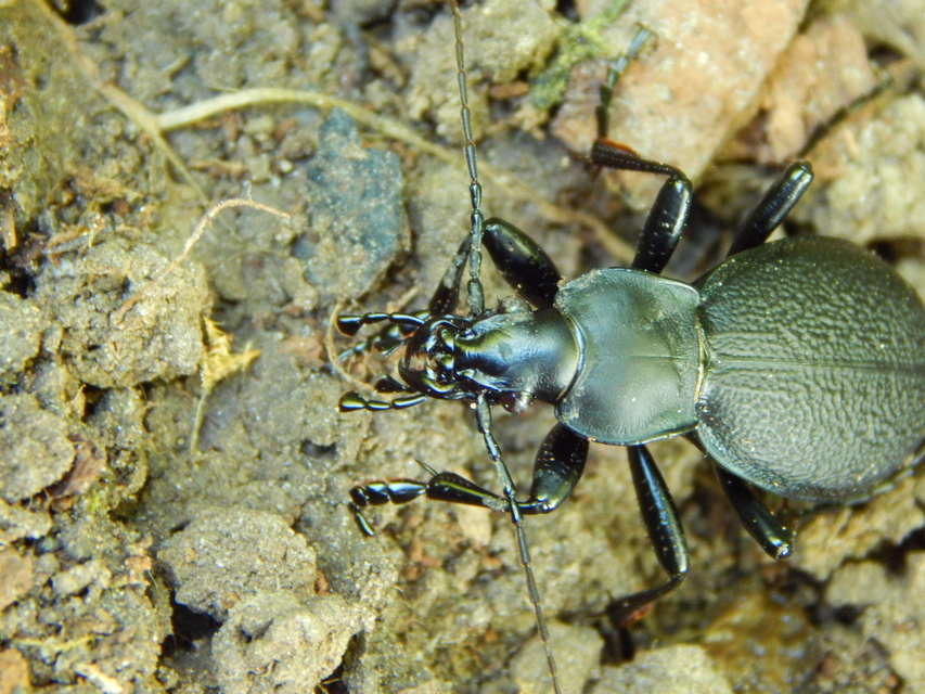 Carabus coriaceus - bőrfutrinka