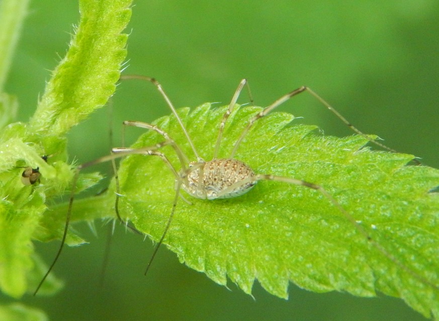 Opiliones - Kaszáspókok
