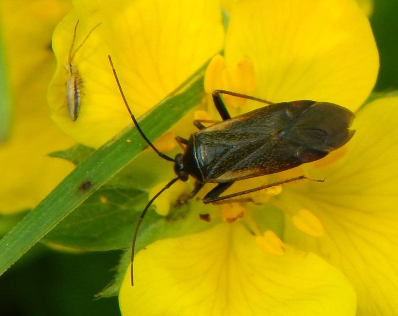 Adelphocoris seticornis - szegélyes mezeipoloska