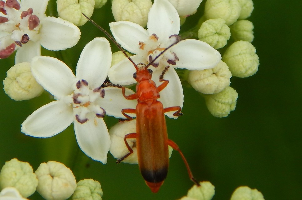 Rhagonycha fulva - feketevégű lágybogár