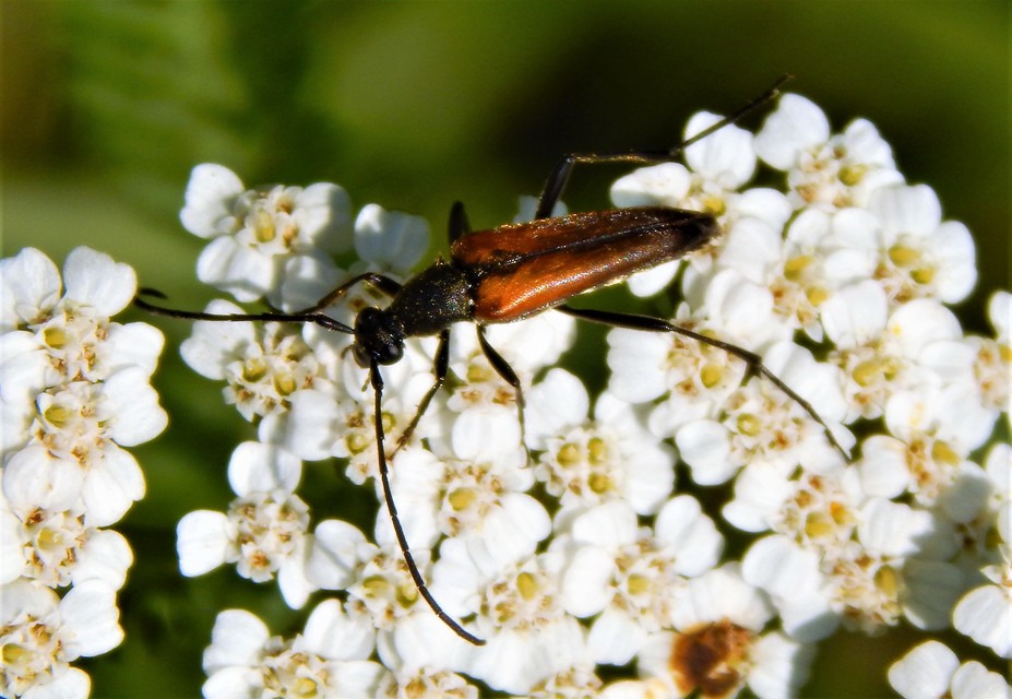 Stenurella melanura - feketevégű karcsúcincér