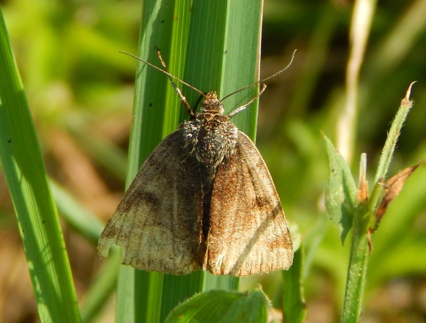 Euclidia glyphica - közönséges nappalibagoly