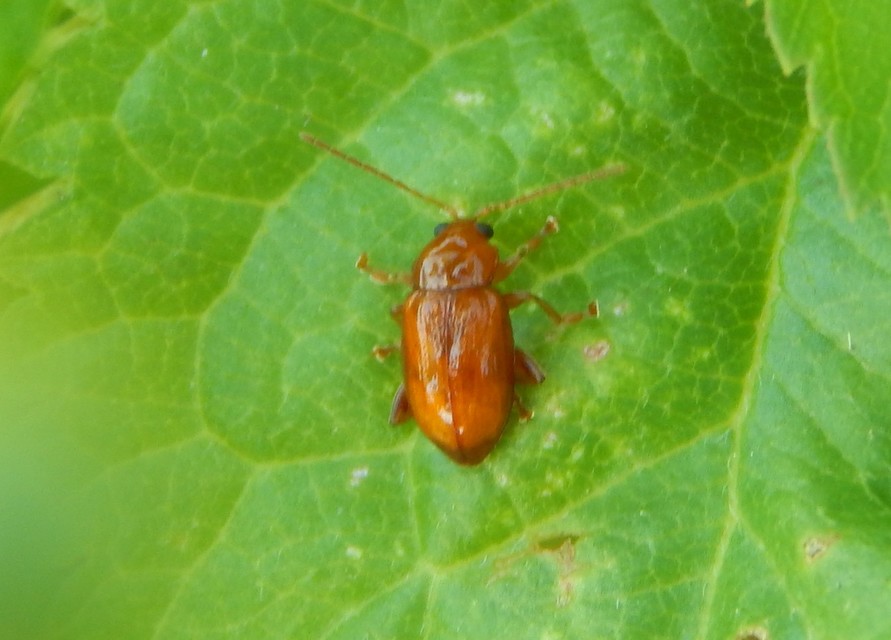 Neocrepidodera