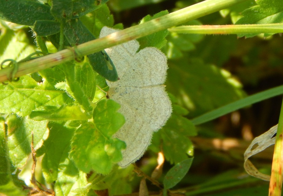 Scopula virgulata - vesszős sávosaraszoló