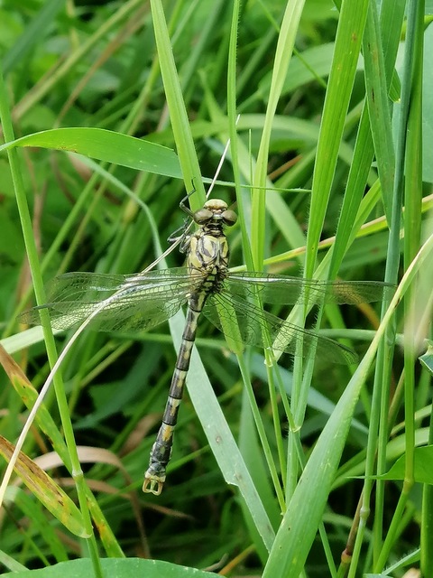 Onychogomphus forcipatus - gyűrűs folyami-szitakötő