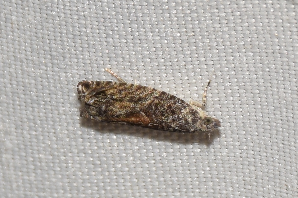 Epinotia nisella - nyárfabarka-tükrösmoly