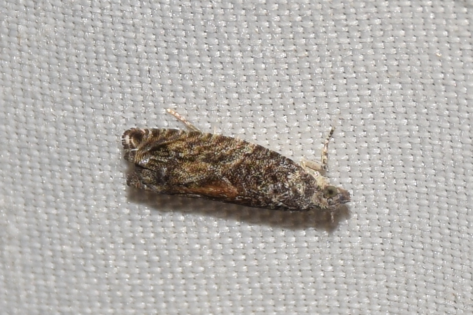 Epinotia nisella - nyárfabarka-tükrösmoly
