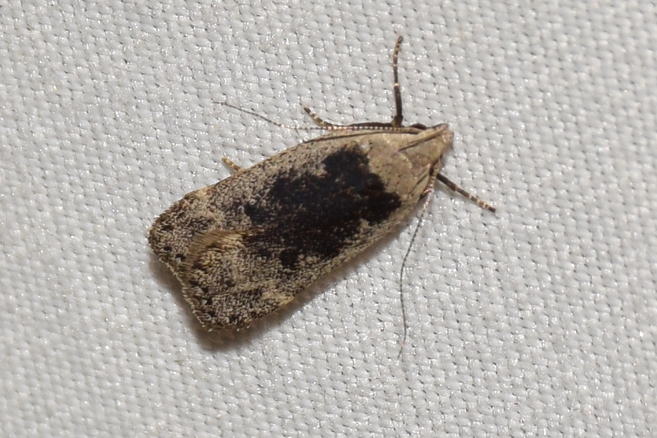 Anacampsis blattariella - nyírsodró sarlósmoly