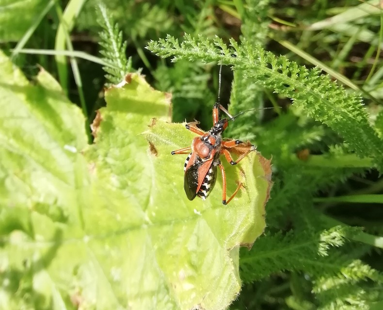 Rhynocoris iracundus - közönséges gyilkospoloska