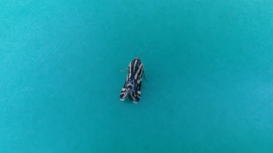 Emmelia trabealis - zebrabagoly
