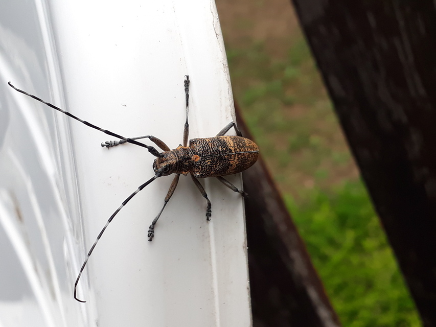 Monochamus galloprovincialis pistor - foltos fenyvescincér