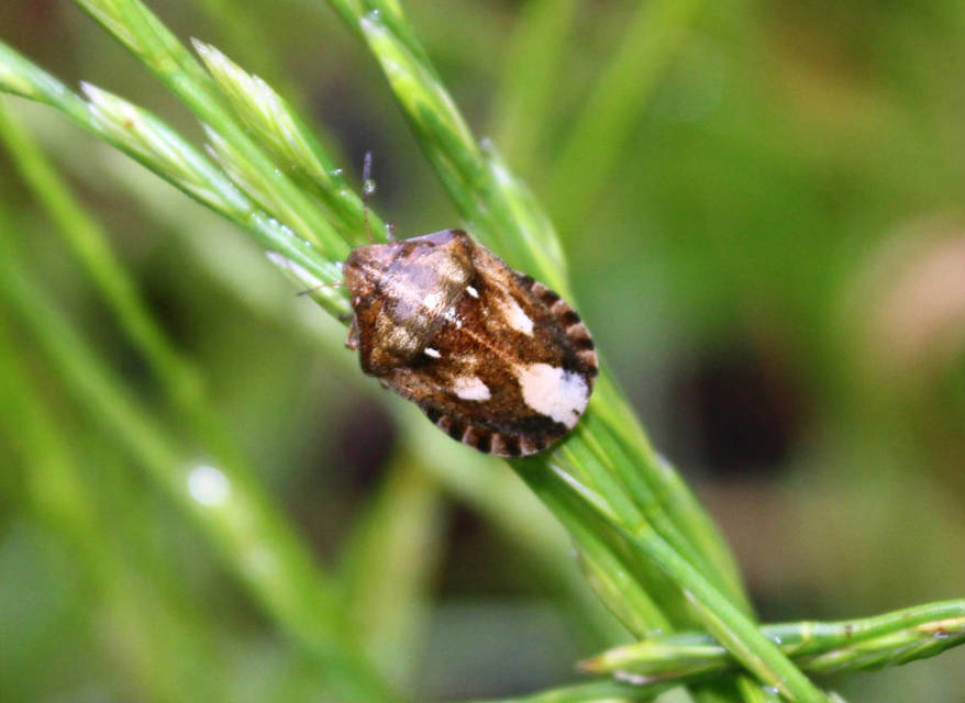 Eurygaster Eurygaster