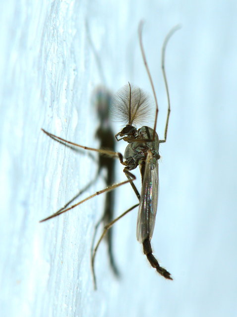 Chironomidae - árvaszúnyogok
