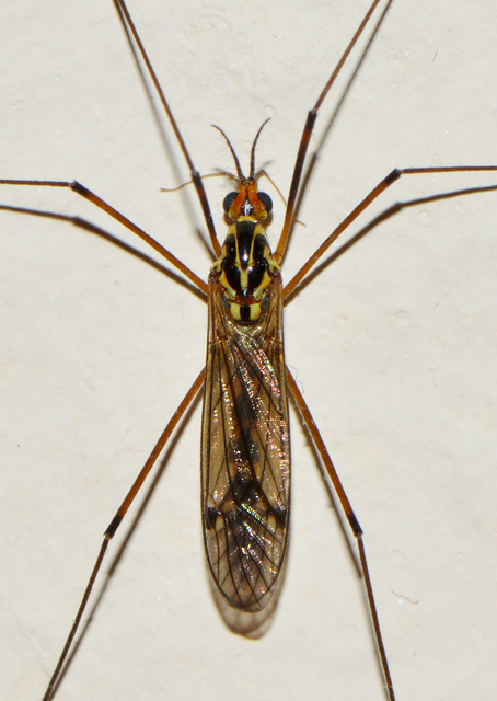 Nephrotoma