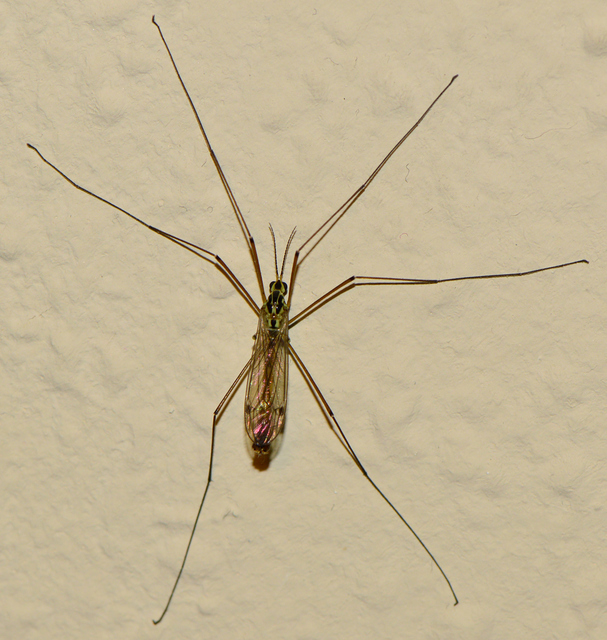 Nephrotoma