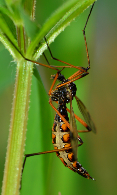 Dictenidia bimaculata