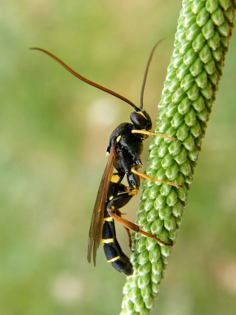 Metopius fuscipennis