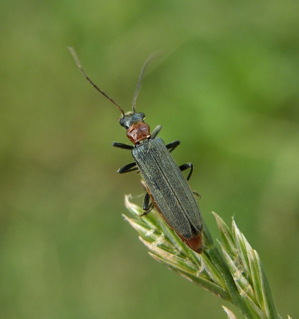 Oedemera croceicollis - pirostorú álcincér