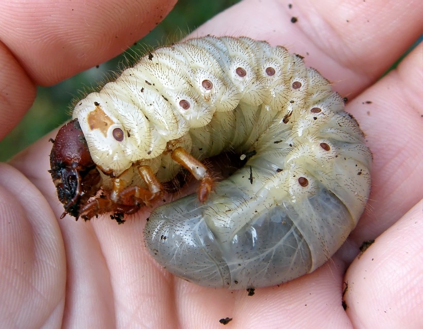 Oryctes nasicornis - orrszarvú bogár