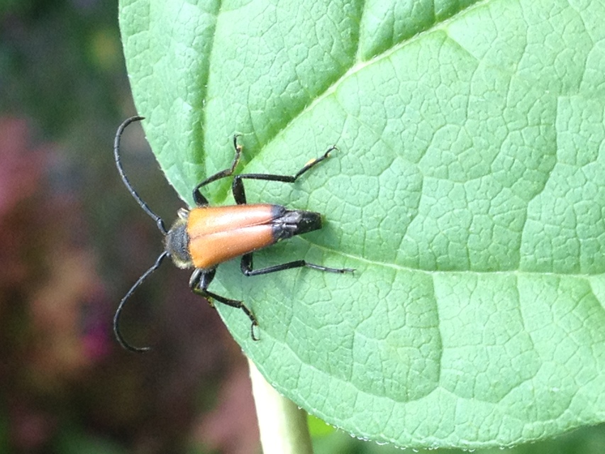 Stictoleptura fulva - vörhenyes virágcincér