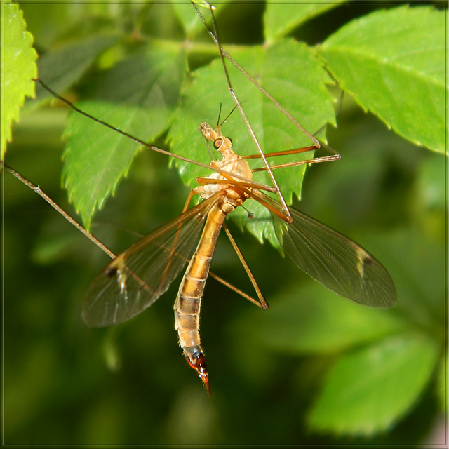Tipula