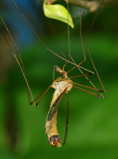 Tipula