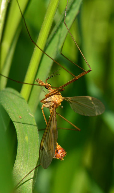 Tipula