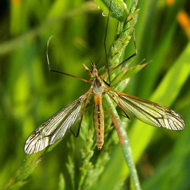Tipula vernalis