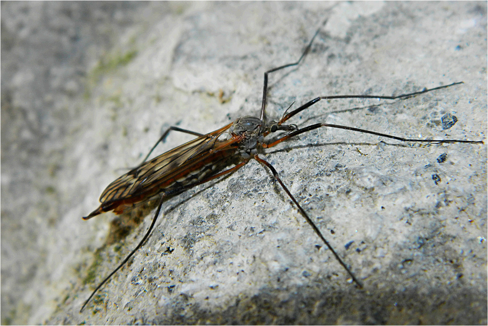 Tipula