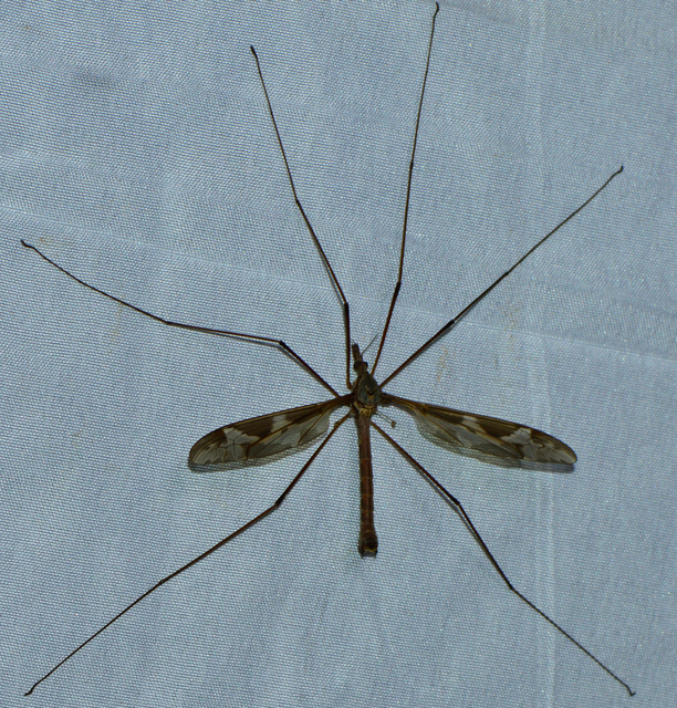 Tipula maxima - Óriáslószúnyog