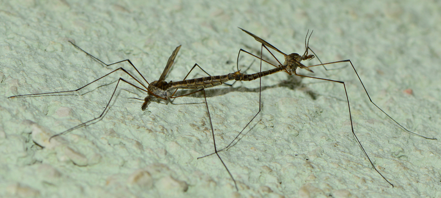 Tipula lateralis