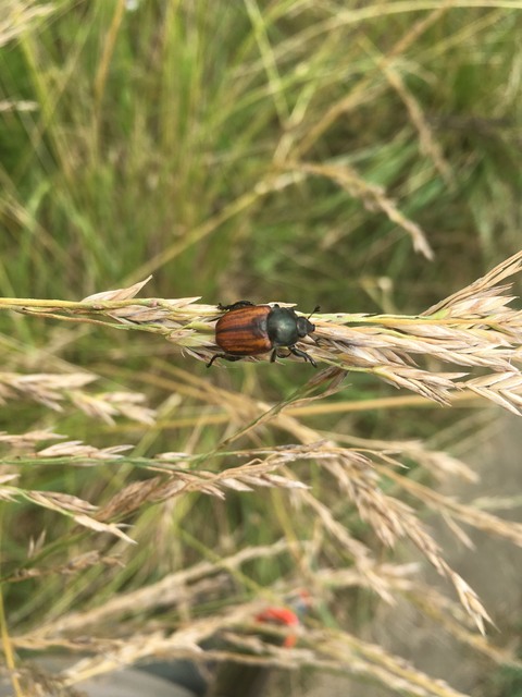 Anisoplia austriaca - osztrák szipoly